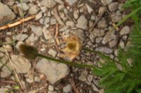 2015-06-25_03Gramaijoch (156).JPG